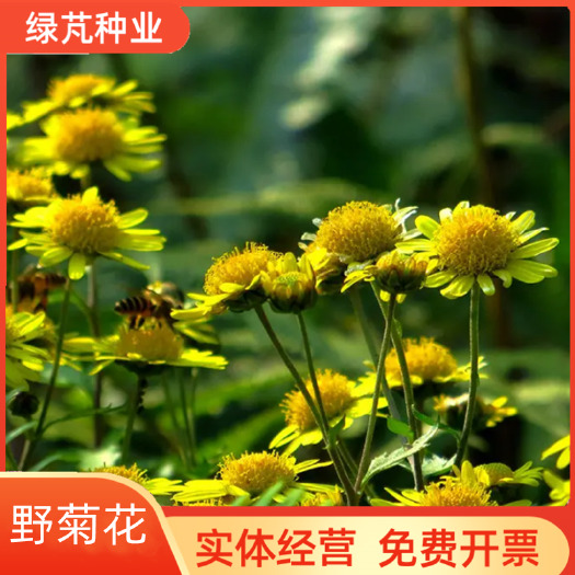野菊花种子 可药用泡茶喝 山坡公园绿化等 四季种花草种子