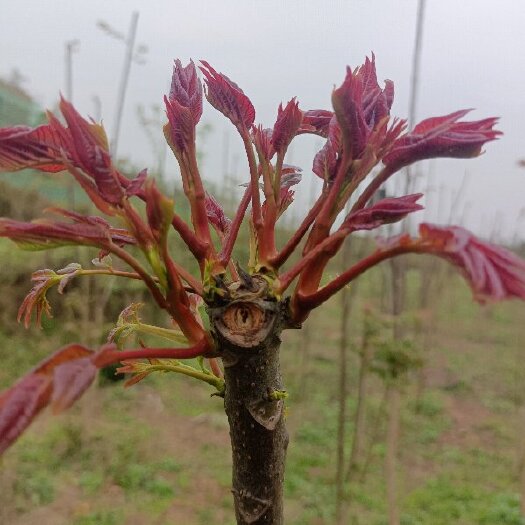 大竹县大竹红油香椿芽