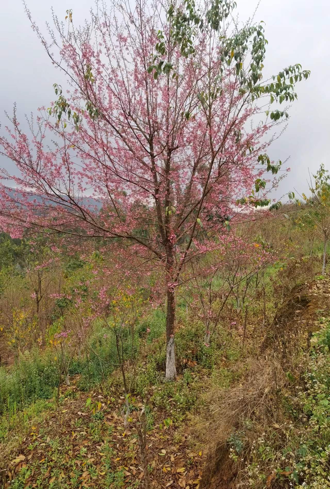 精品冬樱花6-15分