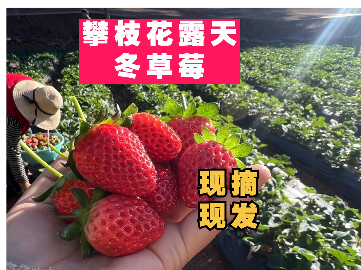 【新鲜釆摘】四川攀枝花露天冬草莓