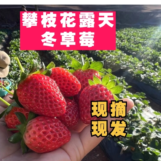 攀枝花【新鲜釆摘】四川攀枝花露天冬草莓
