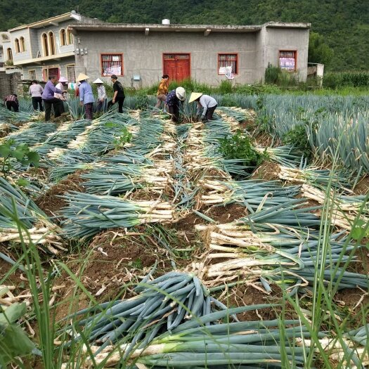 关岭县贵州关岭安顺大葱基地货