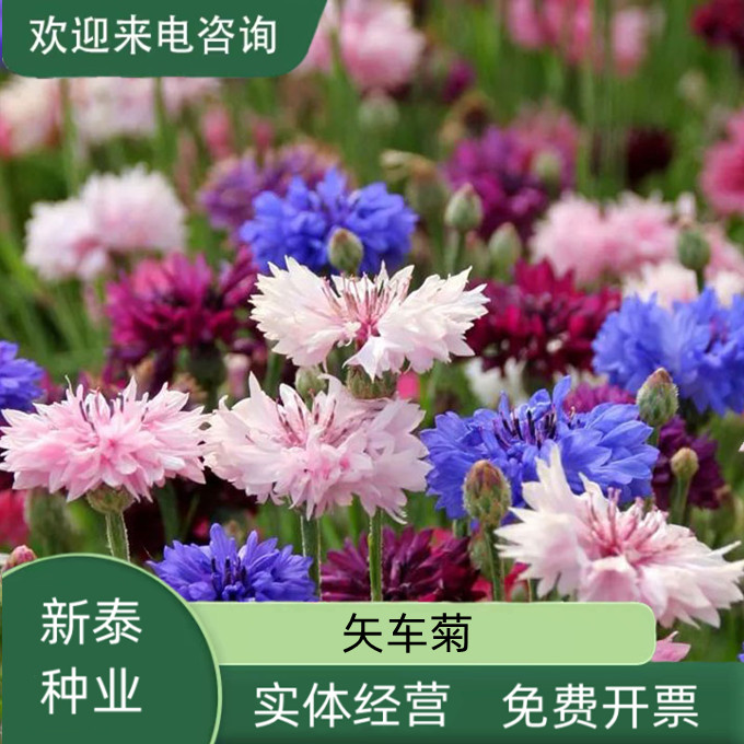 沭阳县矢车菊种子庭院景观花海景区花花期长观赏价值高易存活