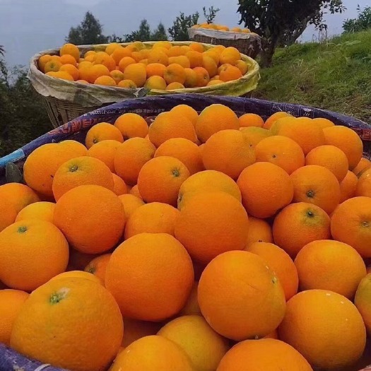 秭归县秭归脐橙圆虹，个大饱满，水分充足，颜色红亮，酸酸甜甜，口感好