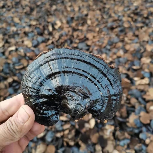 冠县黑灵芝