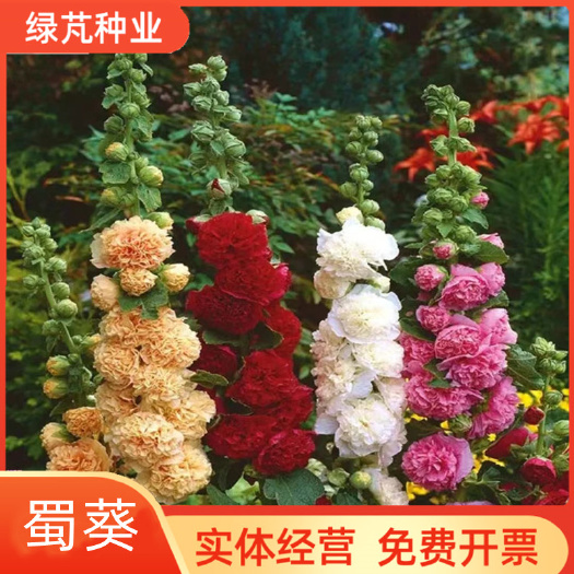 蜀葵种子大花重瓣四季室外庭院盆栽易种多年生一丈红蜀葵花孑种籽