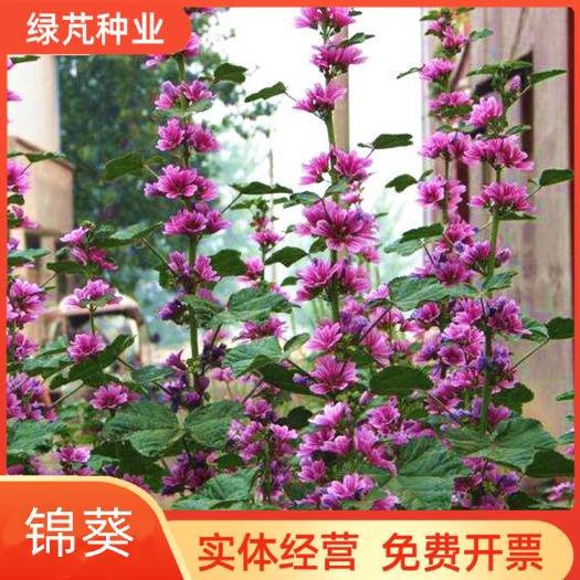 锦葵种子春播四季阳台庭院盆栽园林观花植物花籽多年生耐寒花卉孑