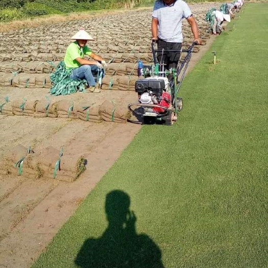 马尼拉草坪