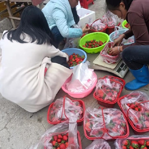 乐业县自家种植的草莓 在当地受疫情影响销售不出去 一天能有60斤左