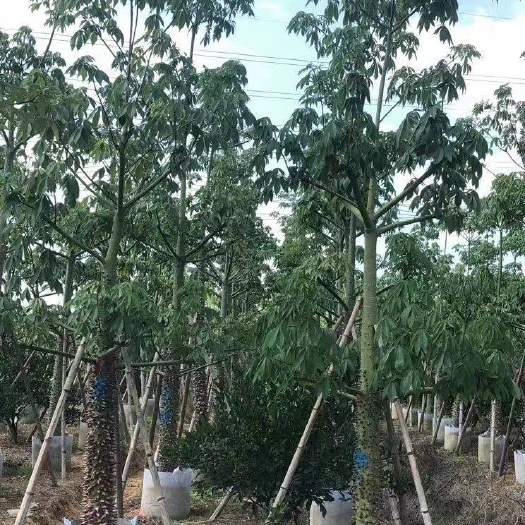 木锦
