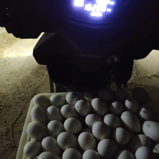 汕头活苗纯种狮头鹅苗送保温套装养殖技术指导