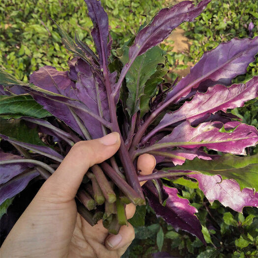 四川新鲜血皮菜紫背天葵紫背菜红背菜观音菜新鲜顺丰包邮