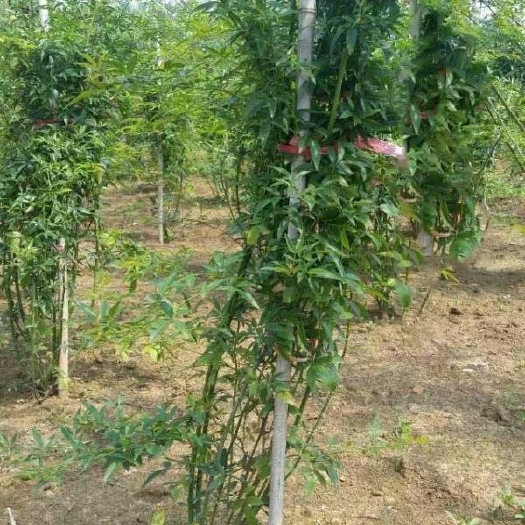 巢湖木香苗