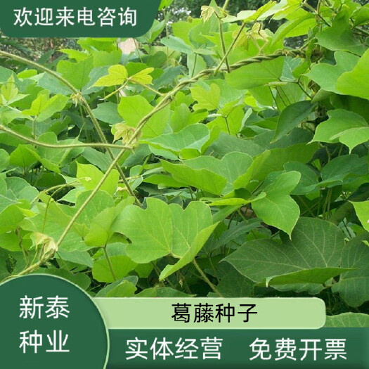 沭阳县葛藤种子爬山虎种子油麻藤牵牛花边坡绿化矿山复绿爬藤植物种籽