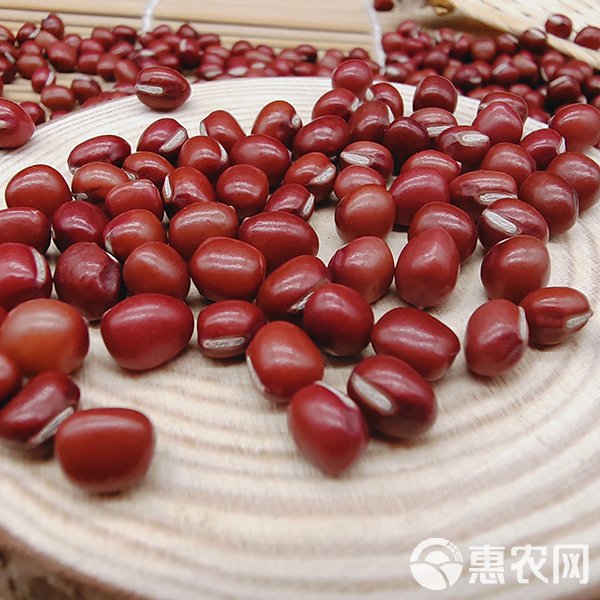 【小粒】东北小红豆新货农家自产红小豆非转基因产地直供批发包邮