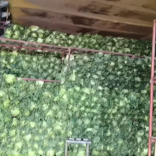 泾阳县青杂三号