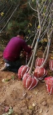 梨树，玉露香梨树，红香酥梨树，3公分梨树，5公分梨树。