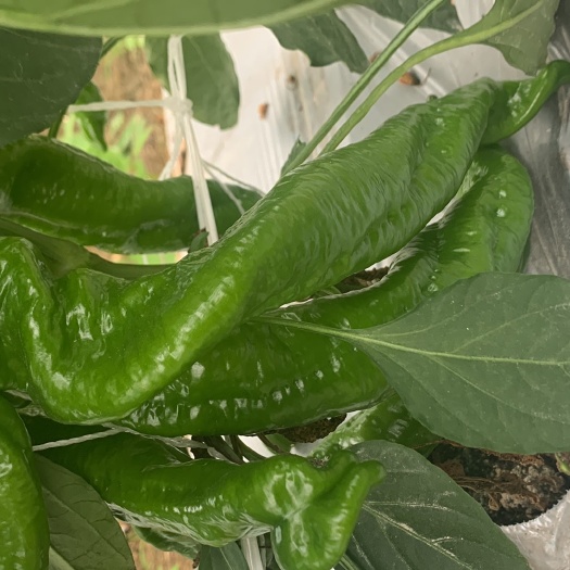 潮州辣椒