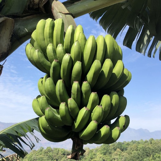昆明香蕉米蕉