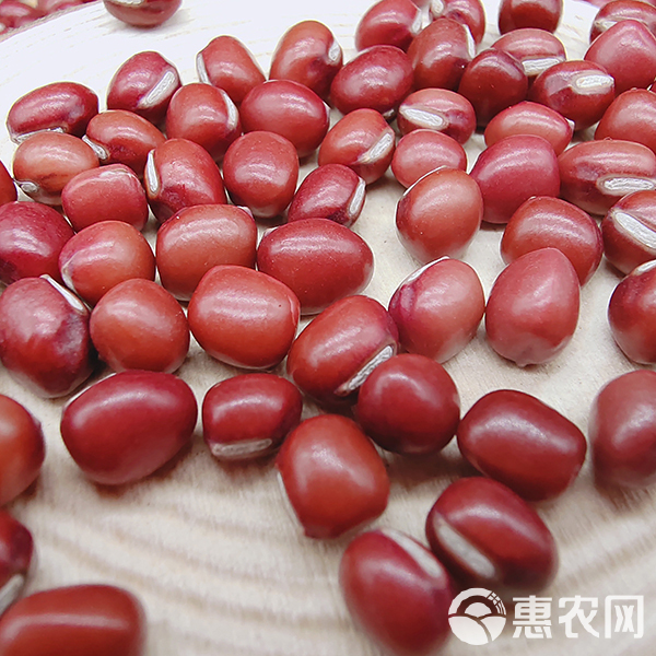 【小粒】东北小红豆新货农家自产红小豆非转基因产地直供批发包邮