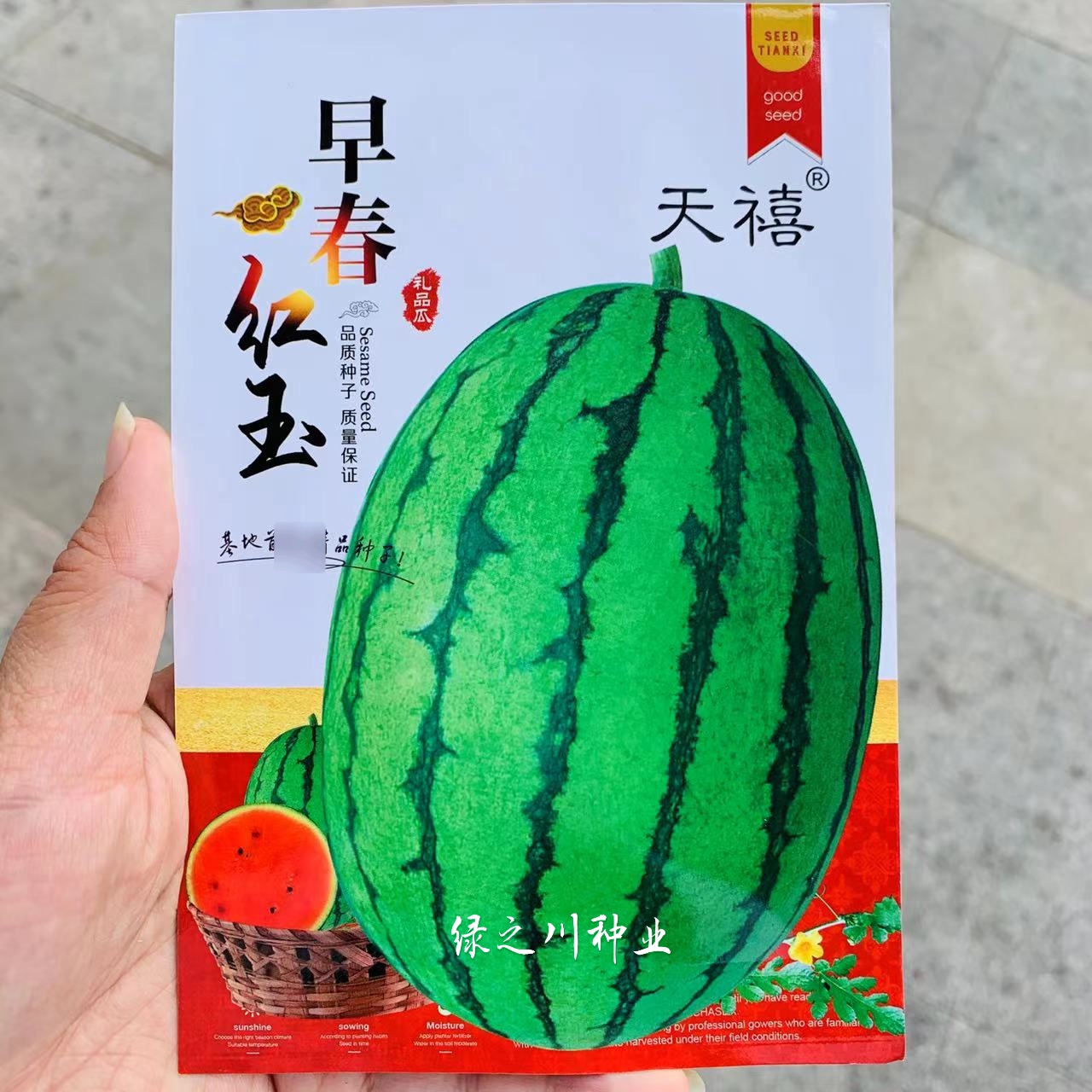 天禧早春红玉西瓜种子早熟皮薄坚韧鲜红瓤，礼品西瓜种子基地专用