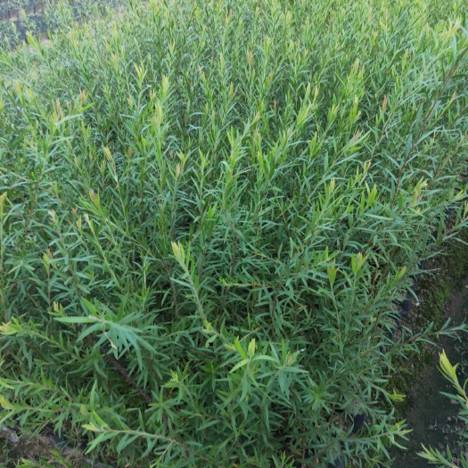 串钱柳2-4公分地劲至10公分移植袋苗