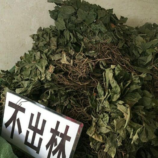 固阳县紫金牛中药材矮地茶平地木不出林叶底珠叶下红紫金牛