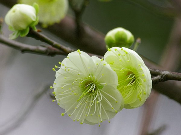 郑州绿色梅花