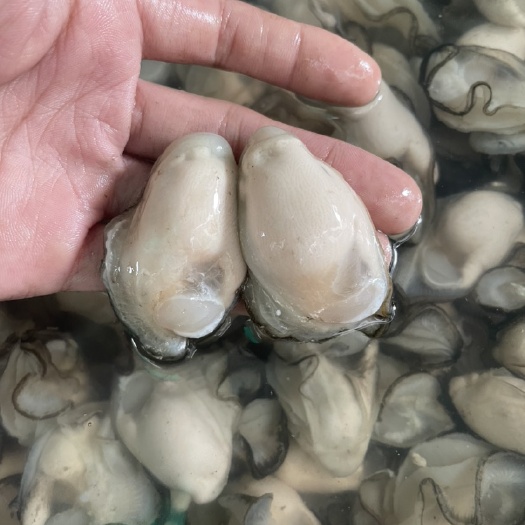 饶平县汫洲新鲜大蚝肉，每天现开现卖