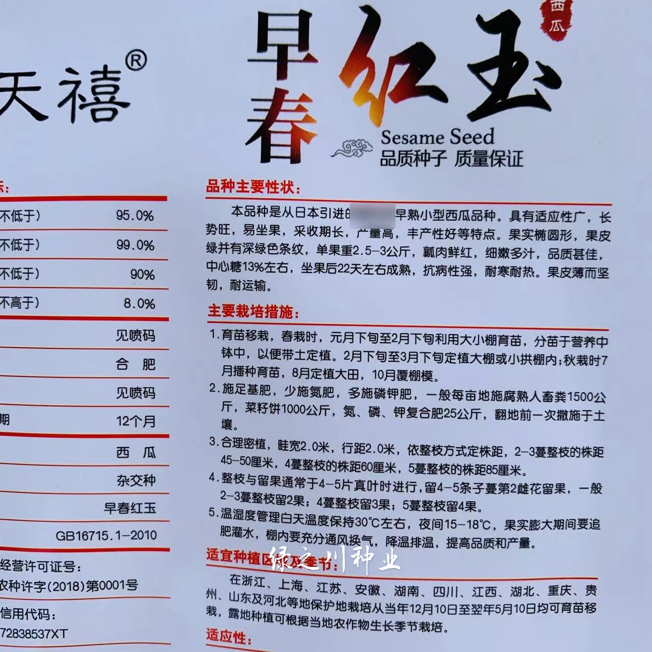 天禧早春红玉西瓜种子早熟皮薄坚韧鲜红瓤，礼品西瓜种子基地专用