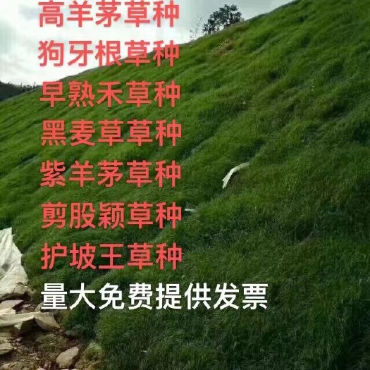 百慕大草种子  耐寒不需要修剪四季青草坪种子矮生百慕大草