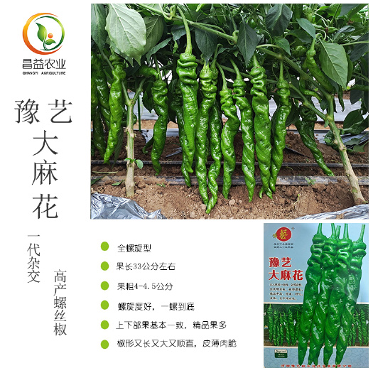 寿光市豫艺麻花全螺型螺丝椒种子大果带麻点全螺旋陇椒种子螺丝椒种子籽