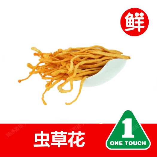 上海虫草花