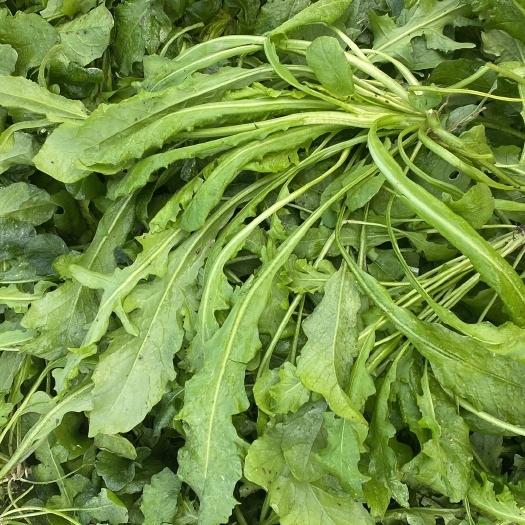 邓州市荠菜六百亩大量上市1.4净菜包上车
