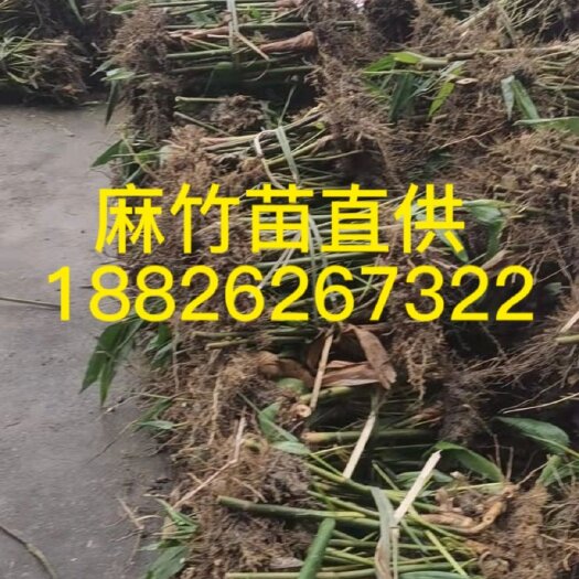 英德市麻竹苗竹苗大苗基地直供数量有限