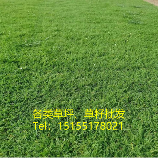 肥西县百慕大草坪_百慕大草皮基地_百慕大最新价格_百慕大销售厂家