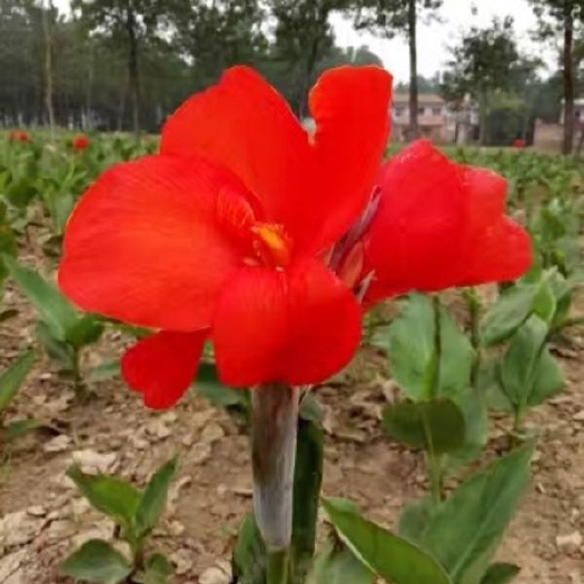 郑州美人蕉