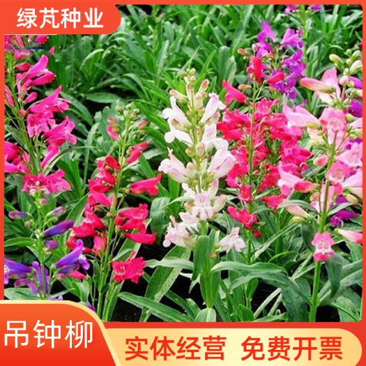 钓钟柳种子 吊钟柳花卉种子阳台草花种子景观花海花种子花籽.