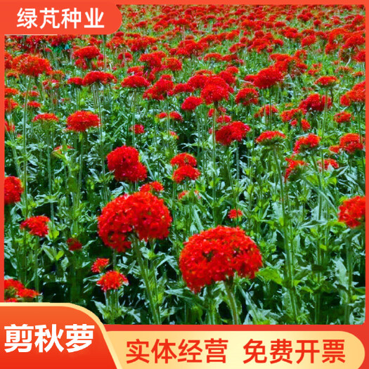 剪秋萝种子多年生剪秋罗花种籽子四季易活庭院阳台盆栽花种子花籽