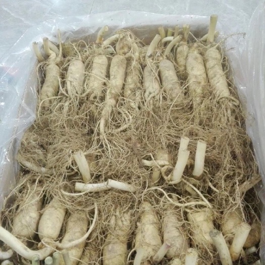 集安市人参，园参