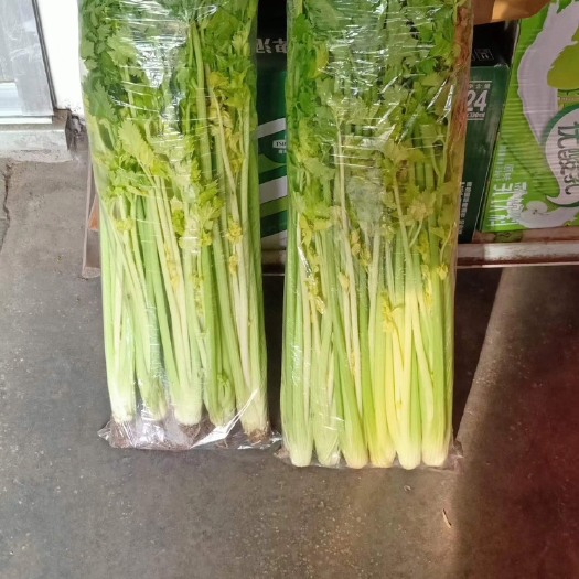 平度市大棚马家沟芹菜