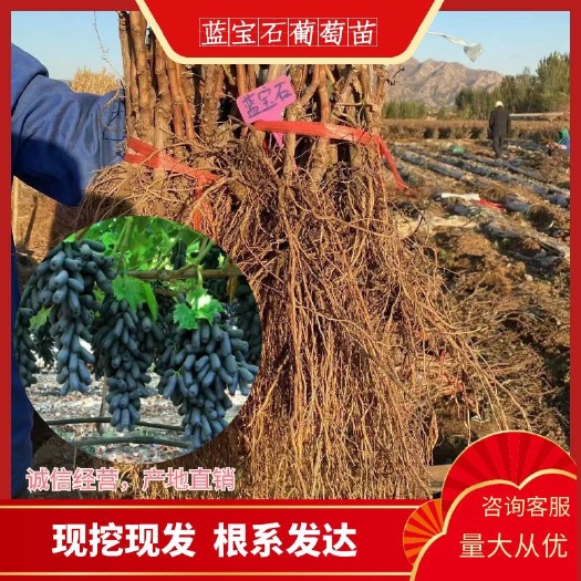 红颜草莓