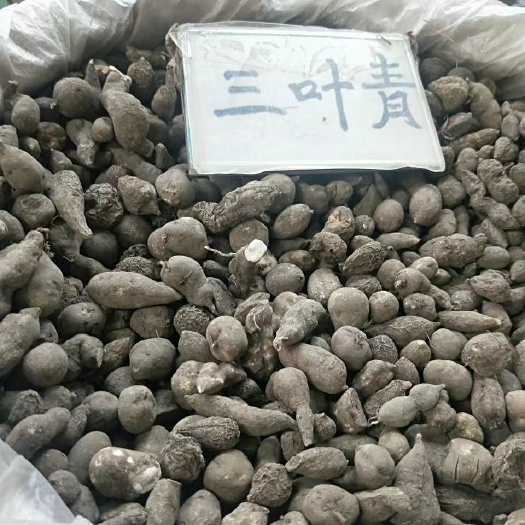 亳州三叶青 石猴子 正品无硫三叶青 干货中药材