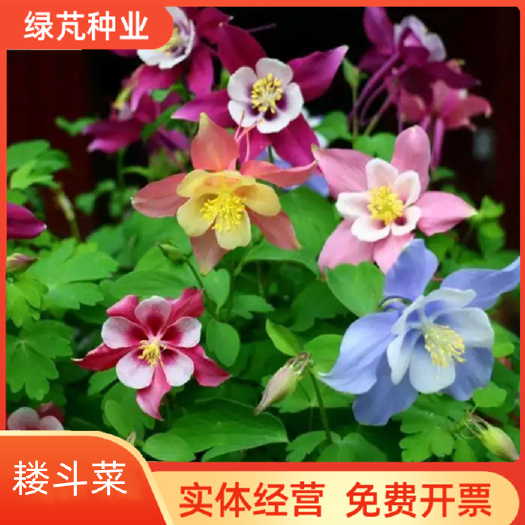 耧斗菜种子 耧斗菜花种子四季易活开花室内外盆栽花种子花草植物