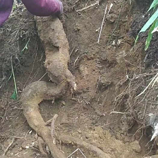 金秀縣野生葛根