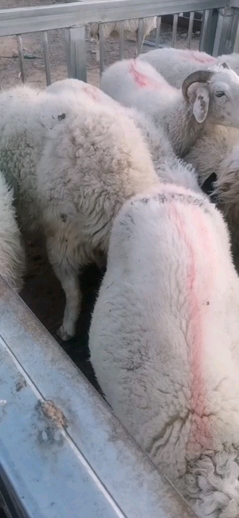 金昌活羊，大母羊