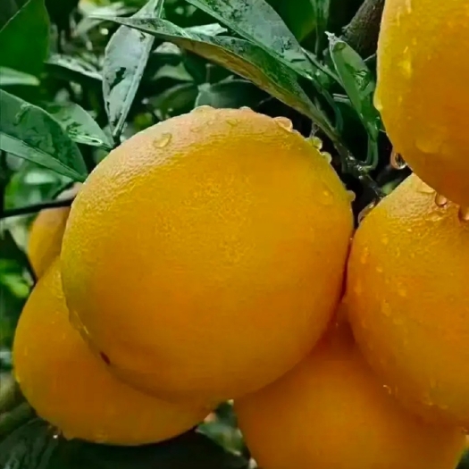 兴国县赣南脐橙