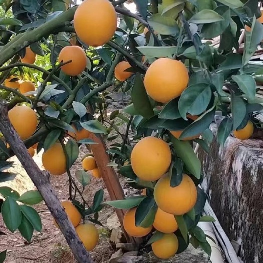 大余县自家种的橙子