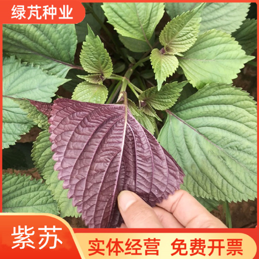 沭阳县紫苏种子紫叶紫苏绿叶苏子种籽庭院盆栽阳台菜园观叶