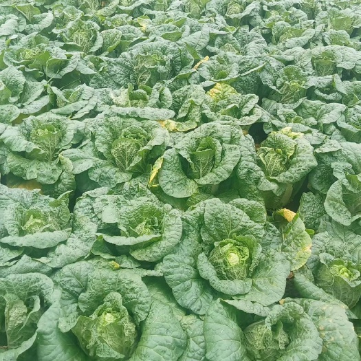 如东县南通黄心白菜